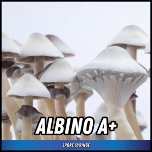 Albino A mushroom spores