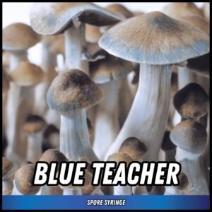 Blue Teacher Spore Syringe