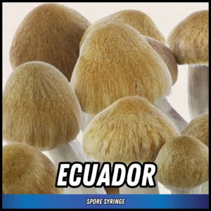 Ecuador Spore Syringe 