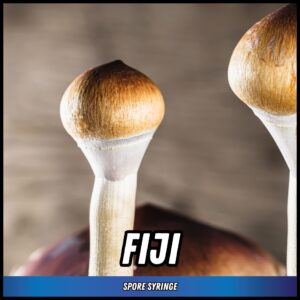 Fiji Magic Mushroom Spores