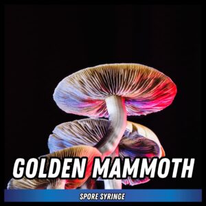 Golden Mammoth Spore Syringe