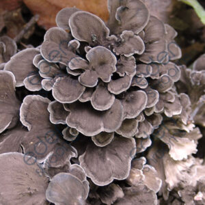 Maitake Sawdust Spawn