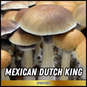 Buy Mexican dutch king spores online now