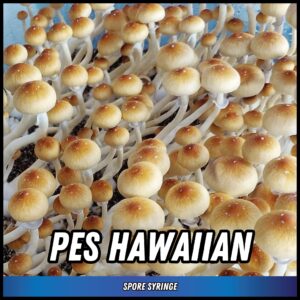 PES Hawaiian Spore Syringe