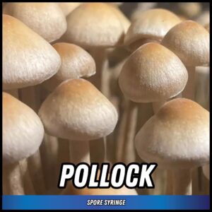 Pollock Magic Truffle Spore