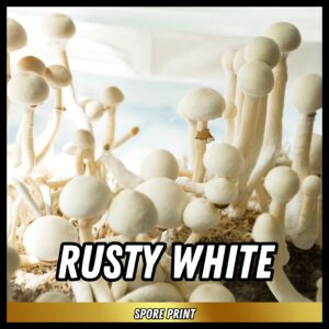 rusty whyte mushroom spores